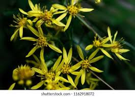 Attēlu rezultāti vaicājumam “Jacobaea vulgaris flower”