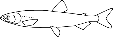 Image result for Osmerus eperlanus