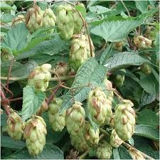 Attēlu rezultāti vaicājumam “Humulus lupulus fruit”