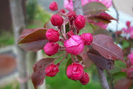 Attēlu rezultāti vaicājumam “Malus purpurea flower”