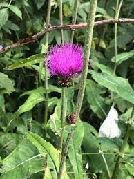 Attēlu rezultāti vaicājumam “Cirsium heterophyllum flower”