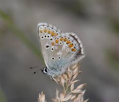 Attēlu rezultāti vaicājumam “Aricia artaxerxes”