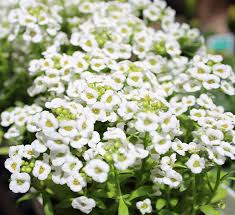 Image result for Alyssum diffusum