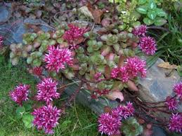 Attēlu rezultāti vaicājumam “Phedimus spurius flower”
