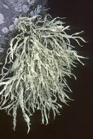 Attēlu rezultāti vaicājumam “Ramalina calicaris”