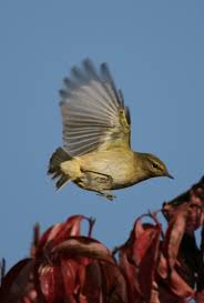 Attēlu rezultāti vaicājumam “Phylloscopus collybita adult”