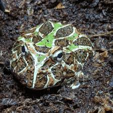Image result for Ceratophrys ornata
