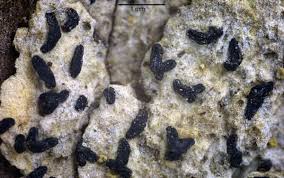 Attēlu rezultāti vaicājumam “Alyxoria varia”