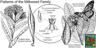 Attēlu rezultāti vaicājumam “Asclepiadaceae”