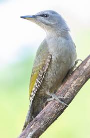 Attēlu rezultāti vaicājumam “Picus canus female”