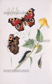 Attēlu rezultāti vaicājumam “Inachis io”