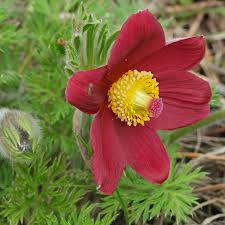 Image result for Kuhschelle