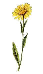 Image result for Buphthalmum salicifolium