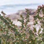 Attēlu rezultāti vaicājumam “Atriplex littoralis leaf”