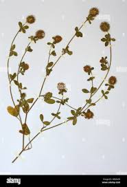 Attēlu rezultāti vaicājumam “Leguminosae”