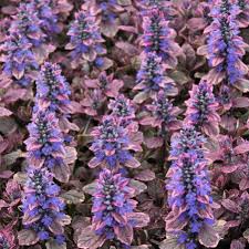 Image result for Ajuga reptans