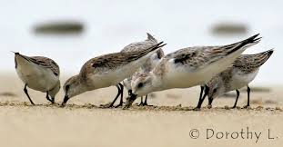 Image result for Charadrius mongolus