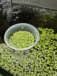 Attēlu rezultāti vaicājumam “Lemna minor”