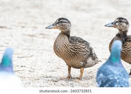 Attēlu rezultāti vaicājumam “Anas platyrhynchos juvenile”