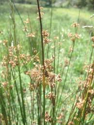 Attēlu rezultāti vaicājumam “Juncus effusus fruit”