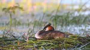 Attēlu rezultāti vaicājumam “Podiceps cristatus nest”