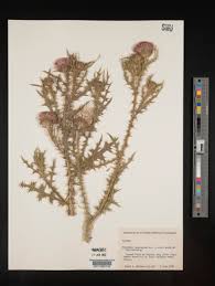 Attēlu rezultāti vaicājumam “Carduus crispus leaf”