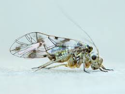 Attēlu rezultāti vaicājumam “Psocoptera”