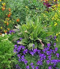 Image result for Rumex sanguineum