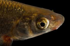 Image result for Chondrostoma nasus