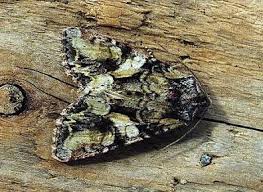 Attēlu rezultāti vaicājumam “Lacanobia contigua”