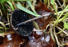 Attēlu rezultāti vaicājumam “Reticularia jurana macro”