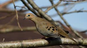 Image result for Zenaida macroura