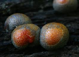 Attēlu rezultāti vaicājumam “Lycogala succineum macro”