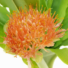 Attēlu rezultāti vaicājumam “Amarillidaceae”