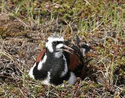 Attēlu rezultāti vaicājumam “Arenaria interpres”