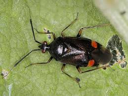 Attēlu rezultāti vaicājumam “Deraeocoris ruber”