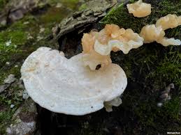 Attēlu rezultāti vaicājumam “Trametes”