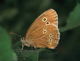 Attēlu rezultāti vaicājumam “Aphantopus hyperantus”