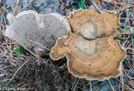 Attēlu rezultāti vaicājumam “Coltricia perennis”