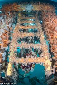 Image result for Chelsea & Fulham Sub-Aqua Club