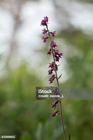 Attēlu rezultāti vaicājumam “Epipactis atrorubens flower”