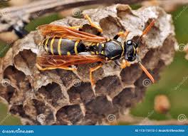 Attēlu rezultāti vaicājumam “Vespidae”