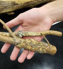 Attēlu rezultāti vaicājumam “Comatricha alta stalked”