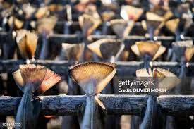 Image result for Arctogadus glacialis