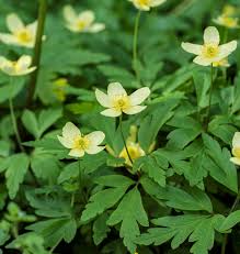 Image result for Buschwindröschen