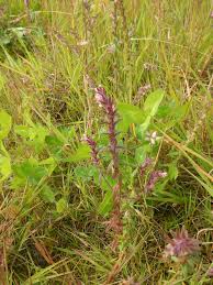 Attēlu rezultāti vaicājumam “Odontites vulgaris leaf”