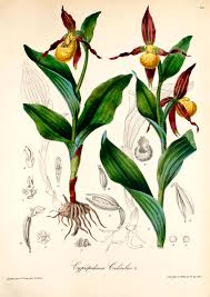 Attēlu rezultāti vaicājumam “Cypripedium calceolus flower”
