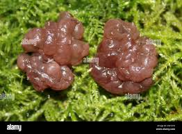 Attēlu rezultāti vaicājumam “Neobulgaria pura”