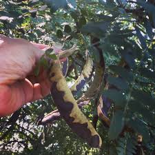 Attēlu rezultāti vaicājumam “Gleditsia triacanthos fruit”