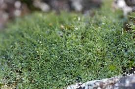 Attēlu rezultāti vaicājumam “Saelania glaucescens”